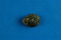 藏品(漁舟蜑螺)的圖片